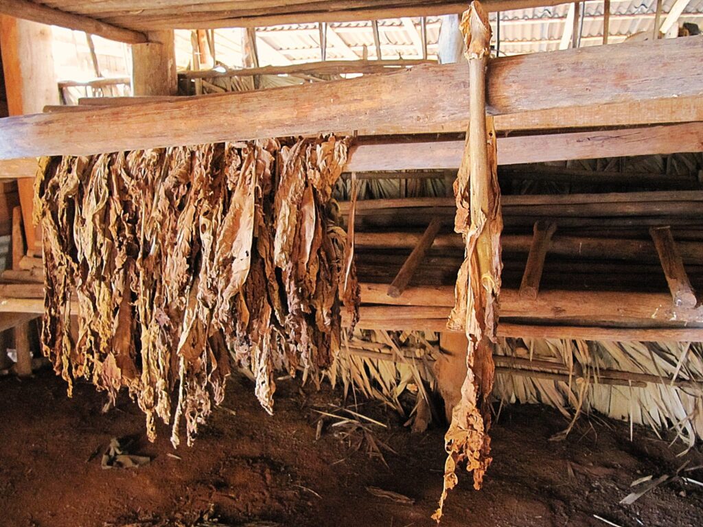 tobacco drying barn- places to visit in cuba