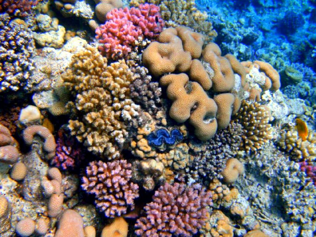 corals in the red sea in Hurghada,Egypt