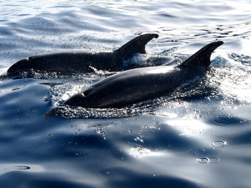 dolphin-watching-tenerife