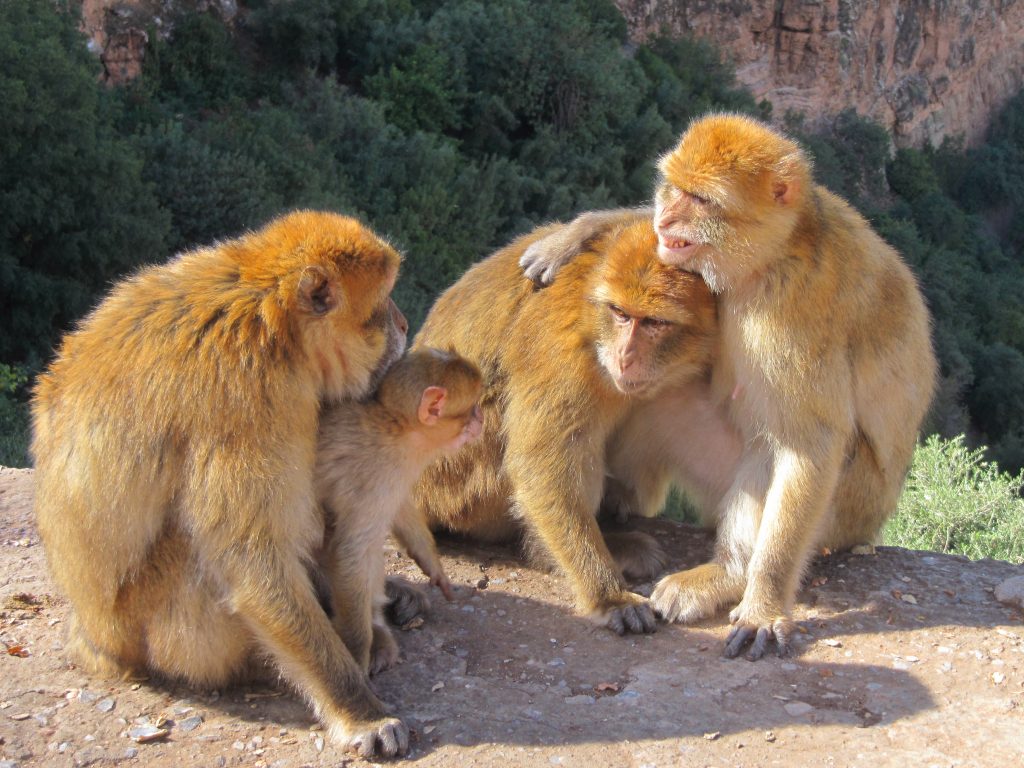 ouzoud falls morocco monkeys