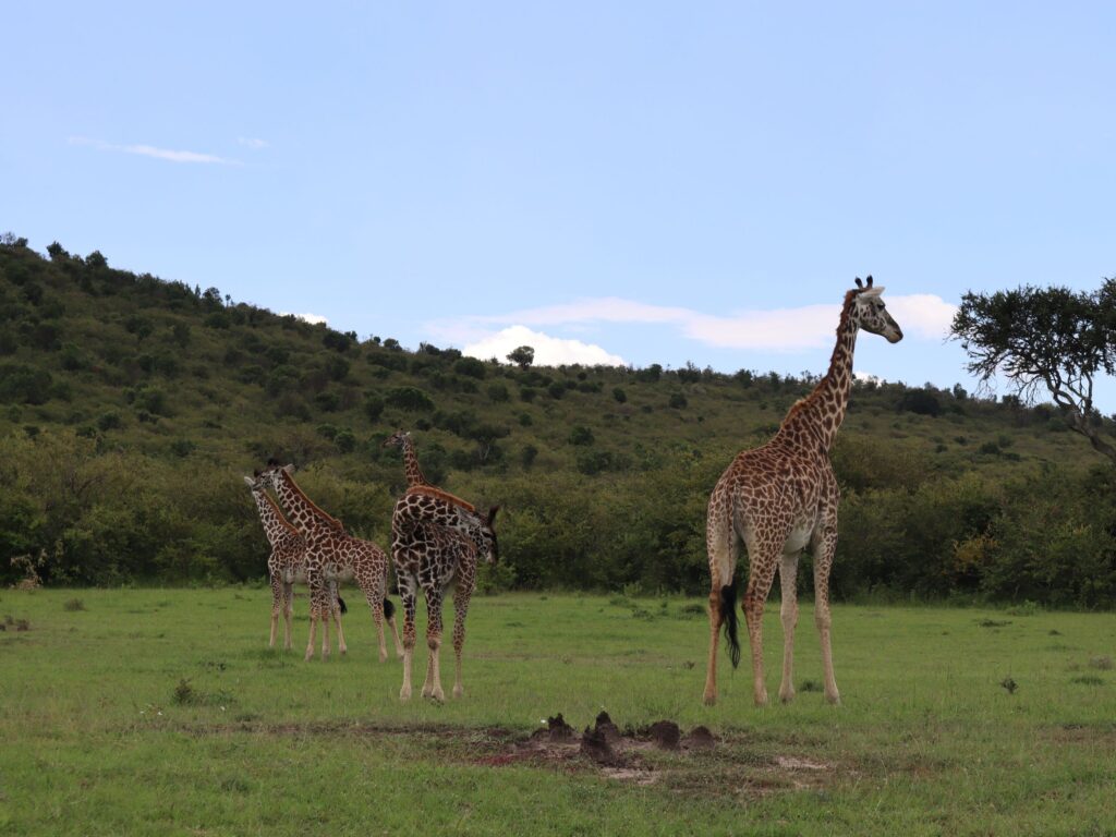 giraffes in masai mara, kenya