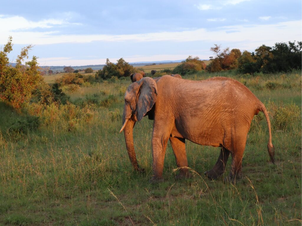 masai mara safari