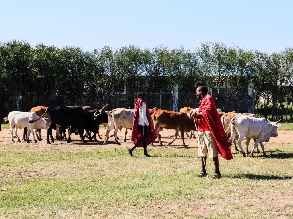 maasai warrios with their cows