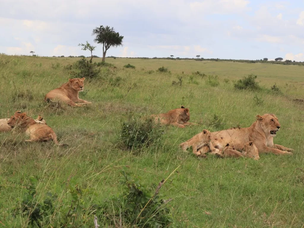 lions in Masai Mara