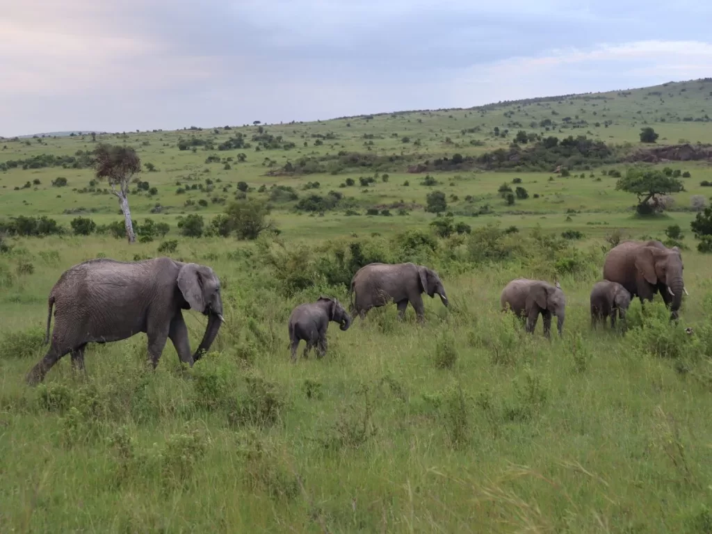 masai mara safari- elephants