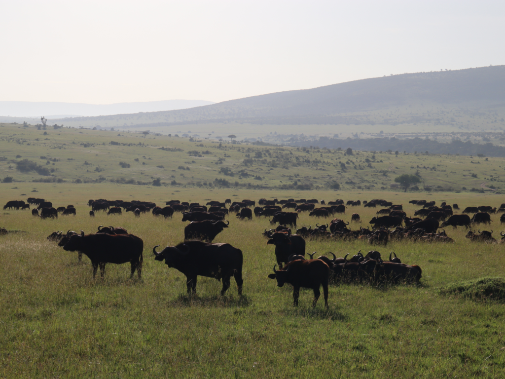 wildebeest masai mara