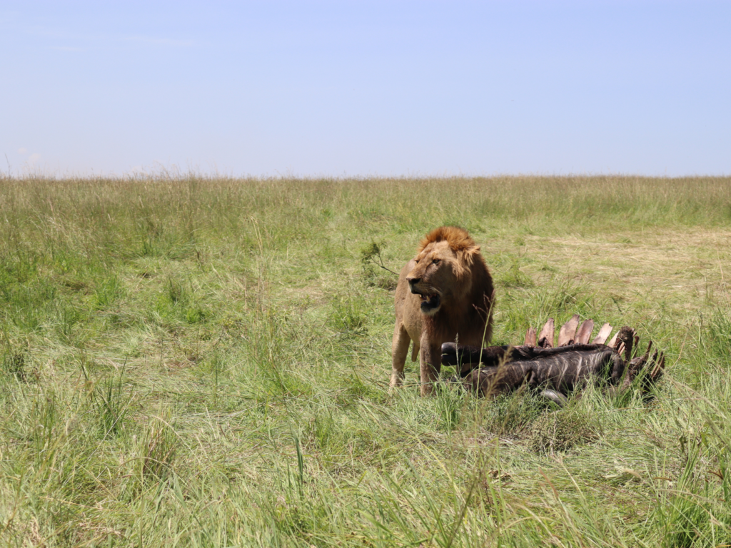 lion in massai mara