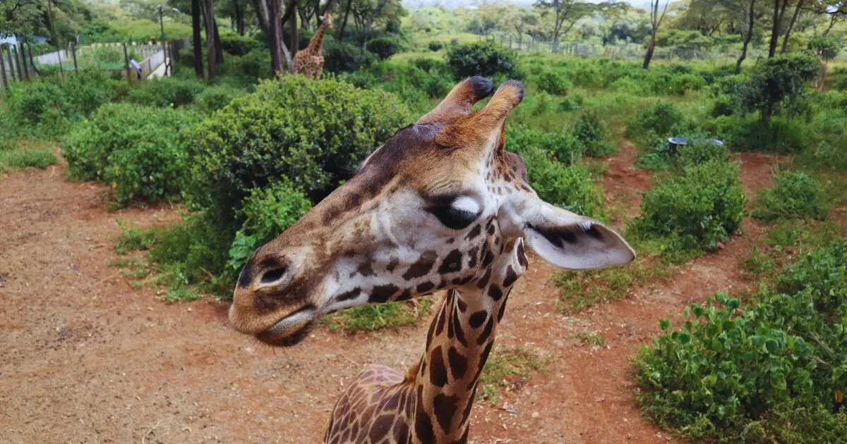 giraffe center