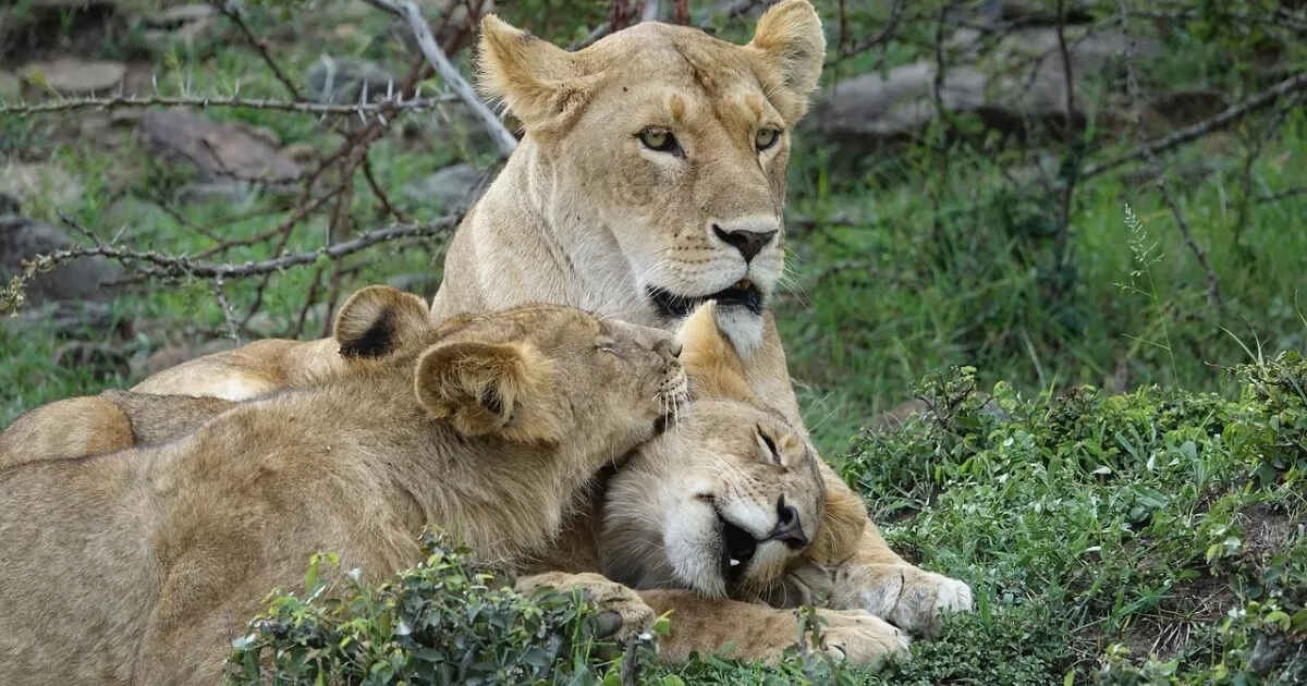 serengeti national park