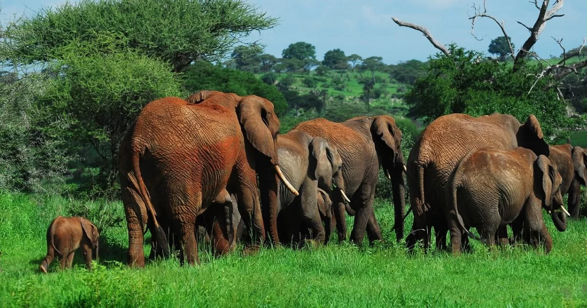 tarangire national park