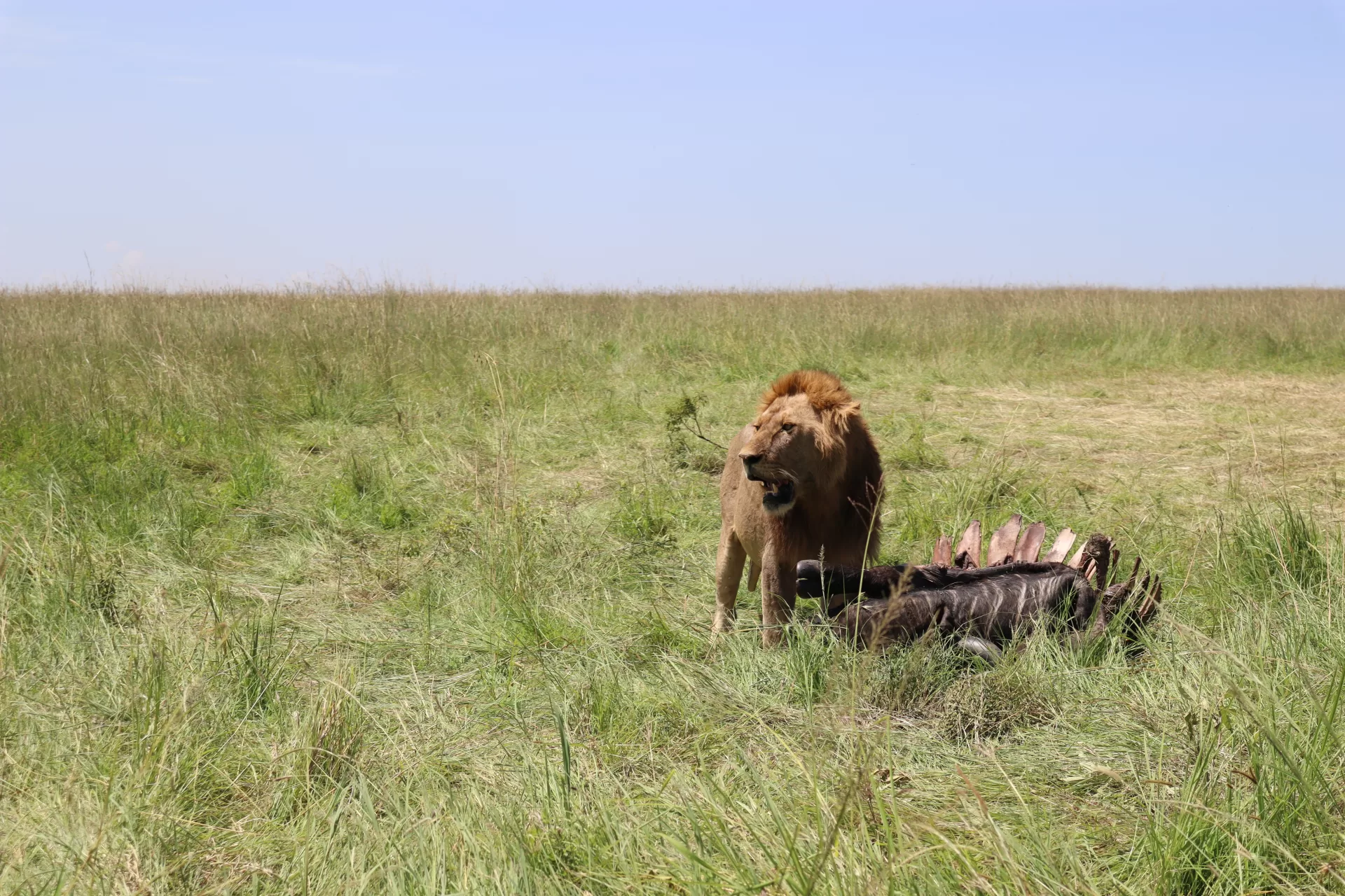 masai mara safari