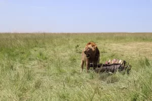 masai mara safari