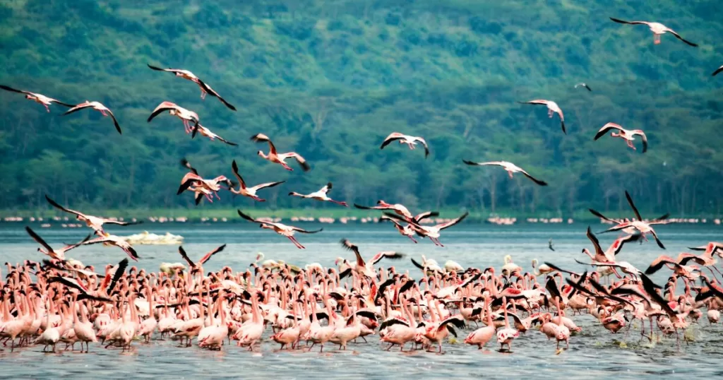 lake nakuru