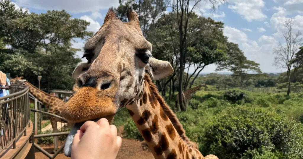 nairobi giraffe center