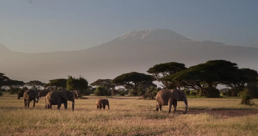 amboseli