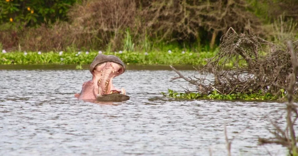 lake naivasha